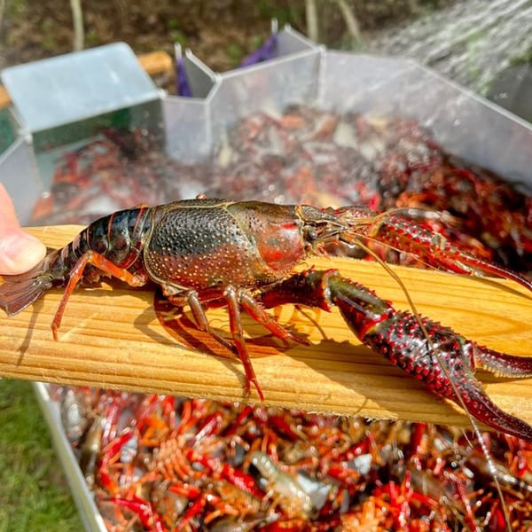 A large, dark red crawfish held on a wooden stick above a steaming pot of many other crawfish.