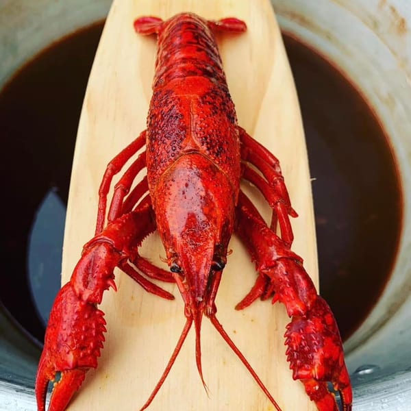 A vibrant red cooked crawfish rests on a wooden paddle over a pot of dark liquid.